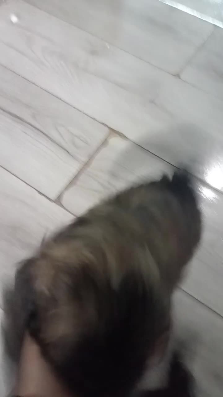 Shihpoo dogs for sale: Shihpoo last one in litter  - Video 1