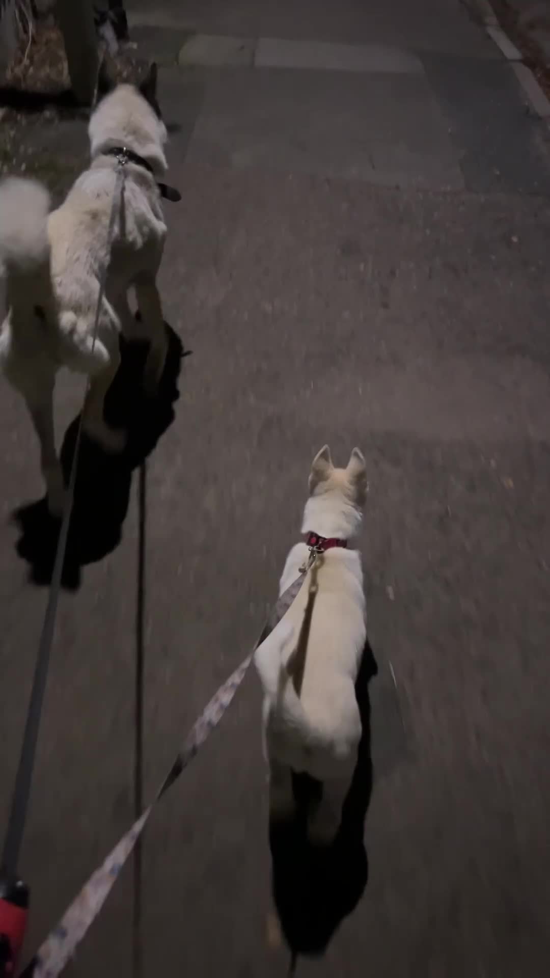 Siberian Husky dogs for sale: Husky pup  - Video 1