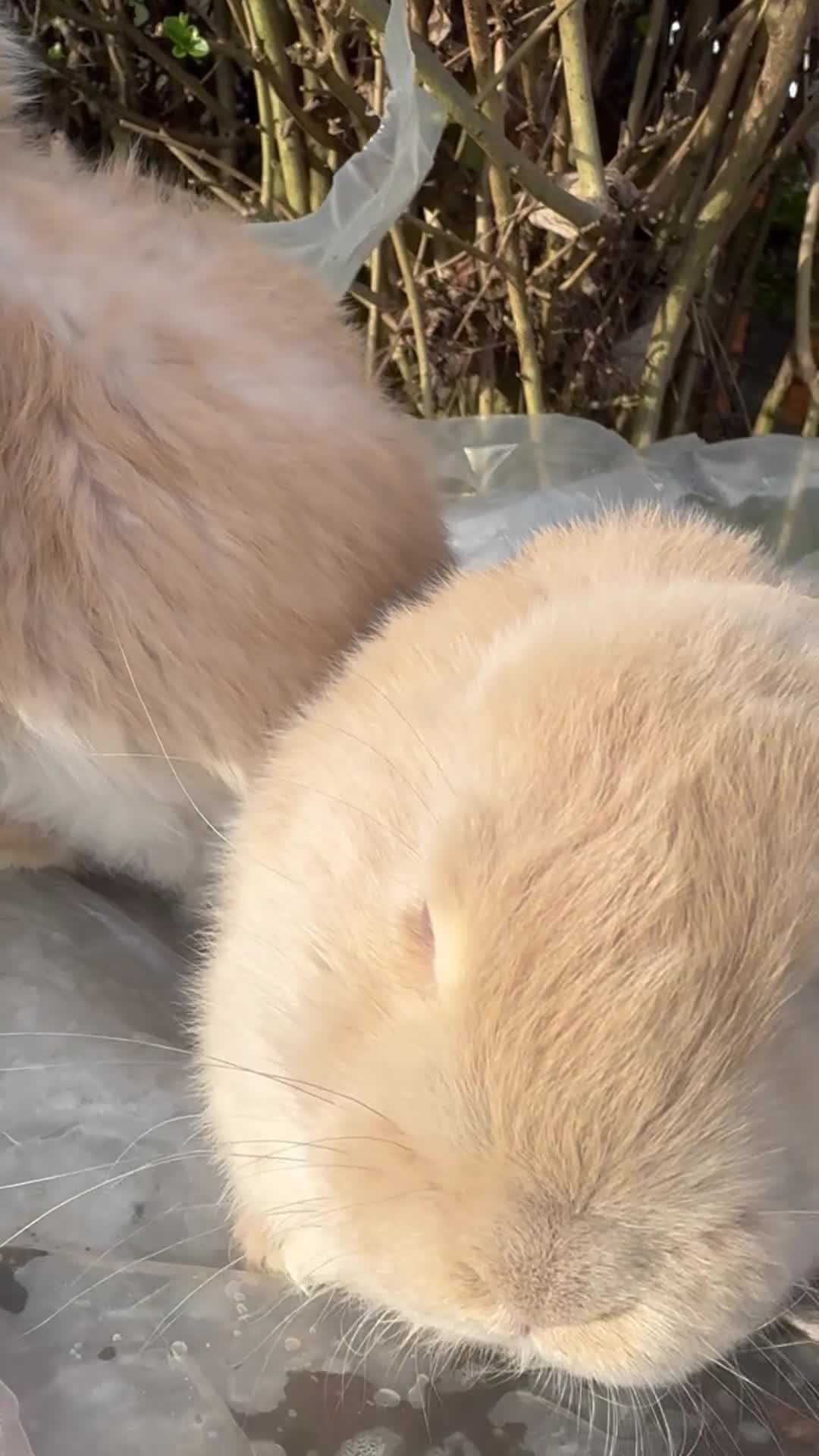 French Lop rabbits for sale: 💛 Cream French Lop Babies from Sweet Pea Rabbitry - Video 1