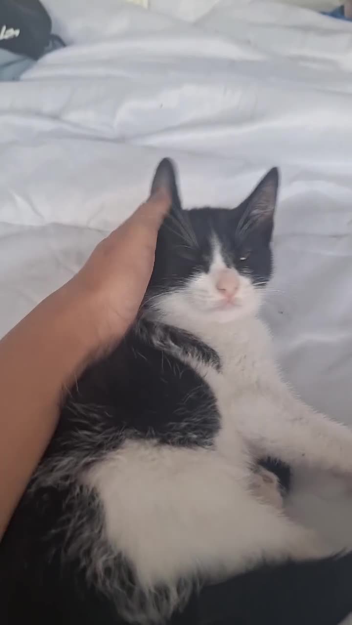 Mixed Breed cats for sale: Adorable Tuxedo Kittens available to Forever homes - Video 3