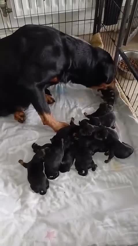 Rottweiler dogs for stud: Kc rottweiller for stud  in Sandy - Video 1