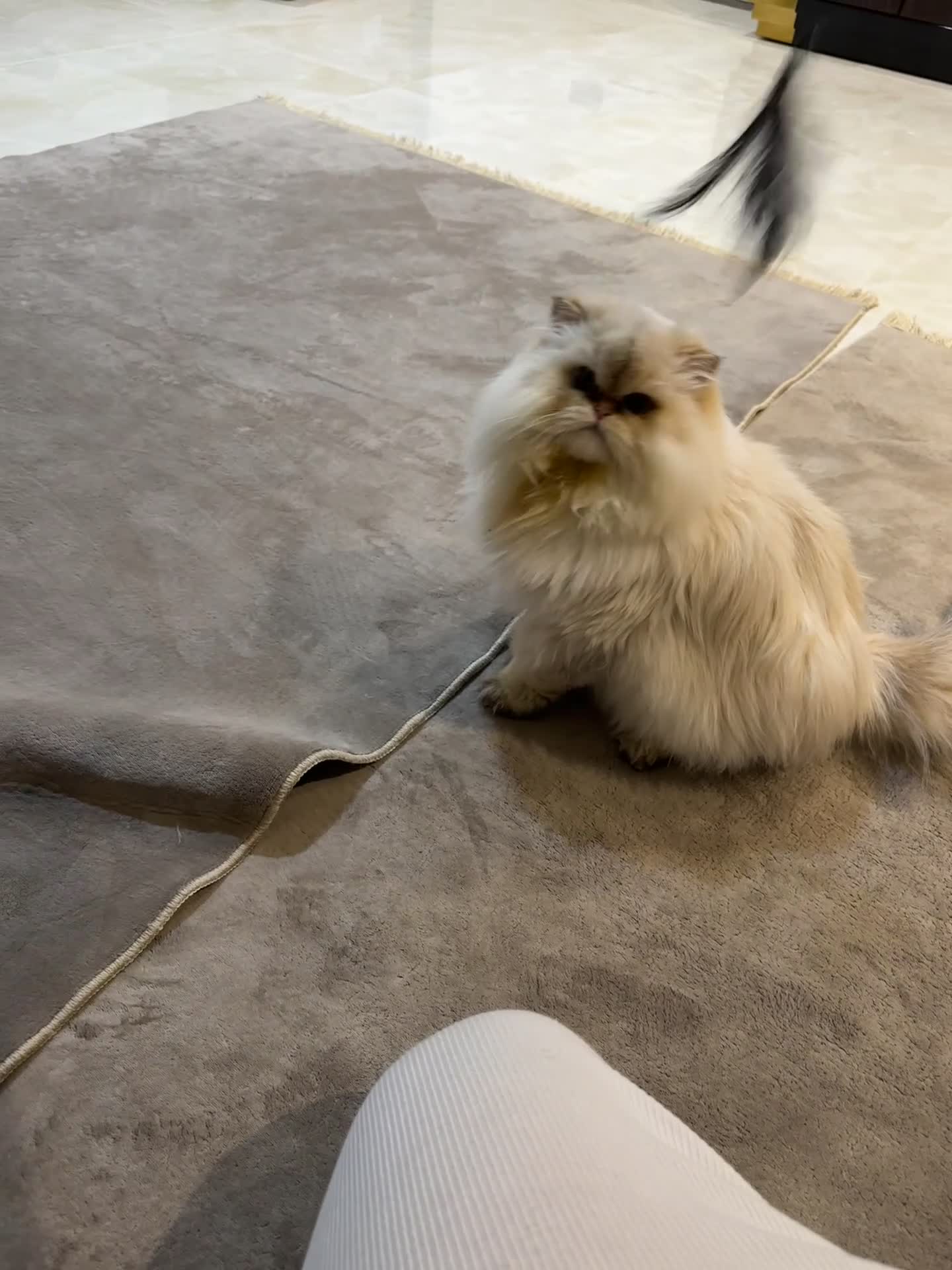 British Longhair cats for stud: Limited Time only! British Longhair Stud Service - Video 1