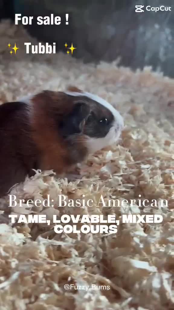 Guinea Pig rodents for sale: Adorable guineas ready 3rd July - sows&boars - Video 2
