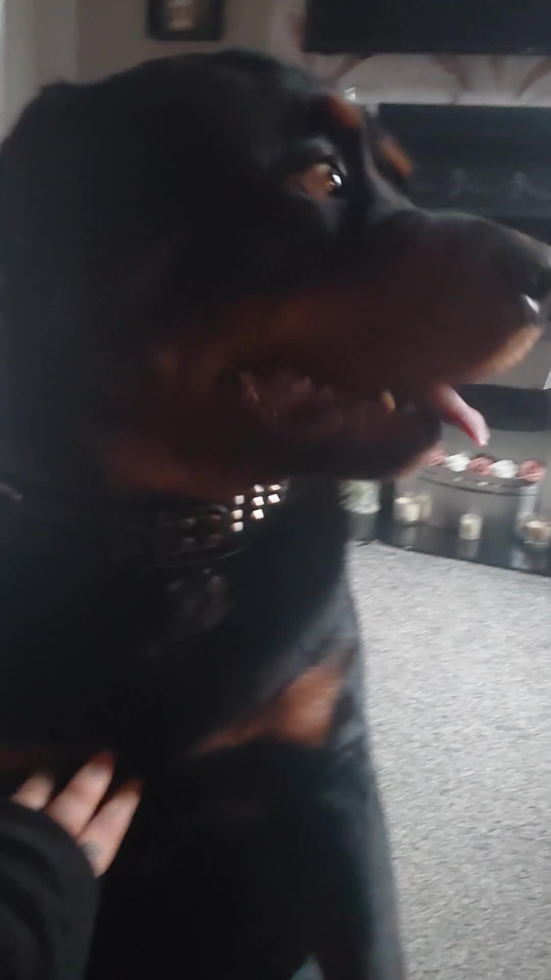 Rottweiler dogs for sale: Gorgeous boy 2 yr old rottweiler  - Video 1