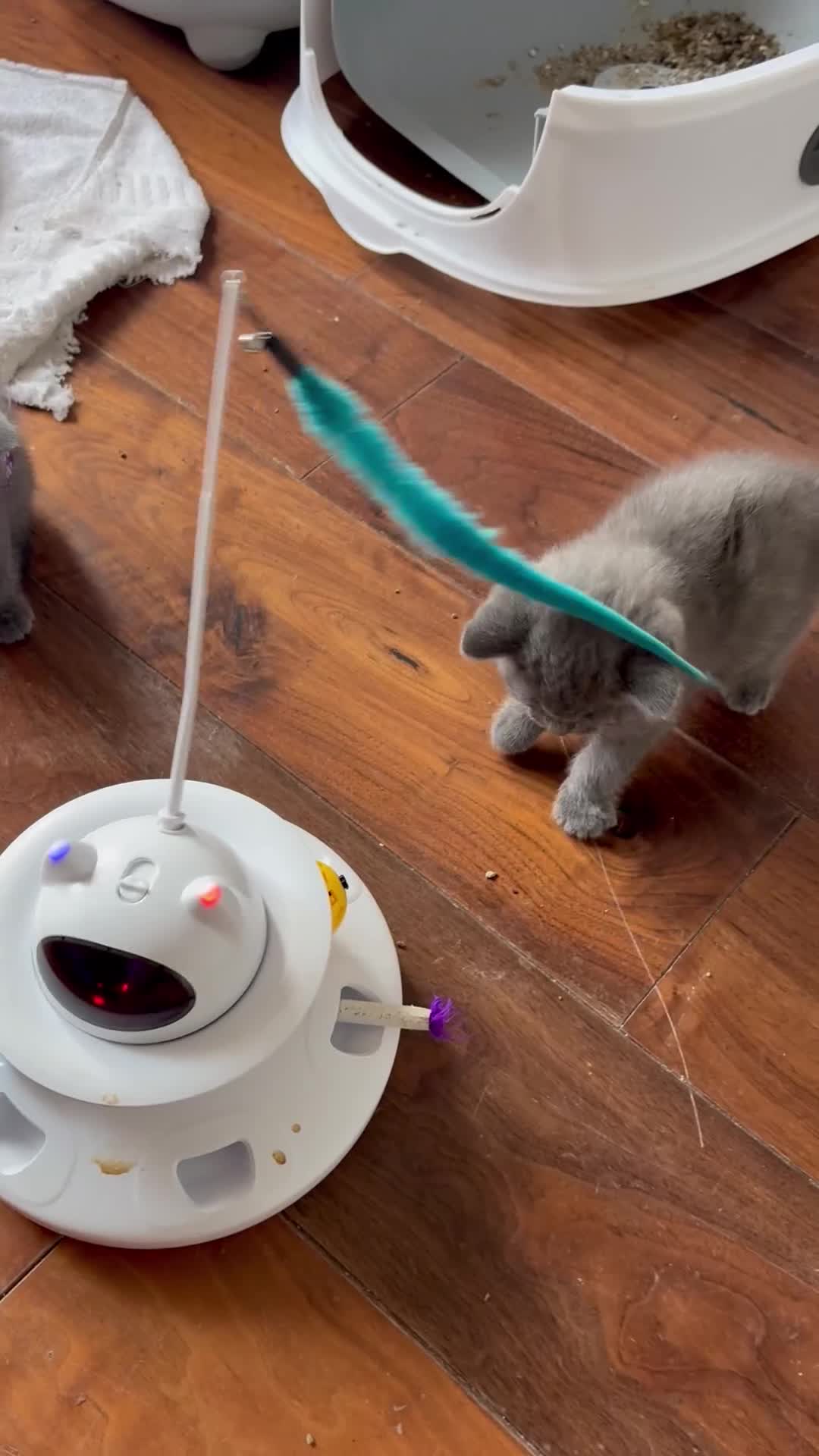 British Shorthair cats for sale: British Shorthair kittens  - Video 1