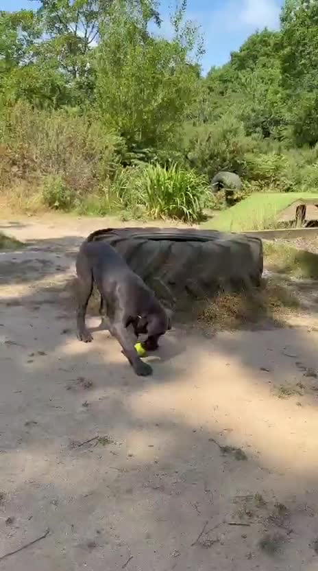 Cane Corso dogs for sale: Rare Blue Cane Corso Male | European Bloodlines - Video 3