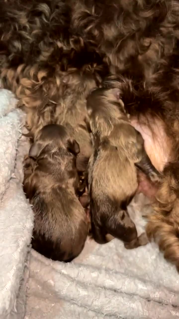 Cockapoo dogs for sale: Cockapoo puppies  - Video 1