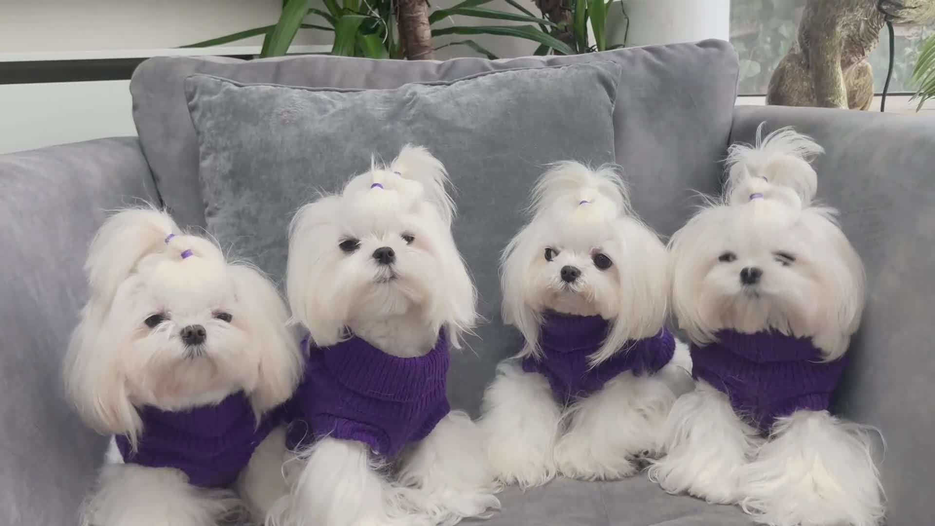 Maltese dogs for sale: ✨💫Tiny Exquisite Bambelina Maltese 💫✨ - Video 2