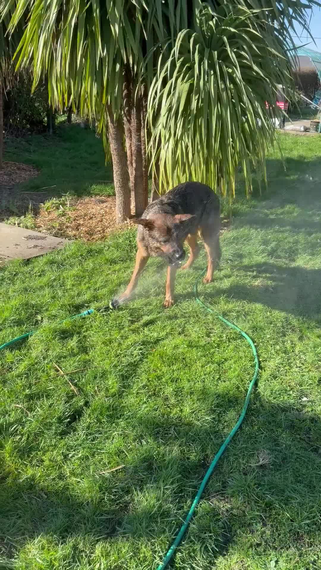 German Shepherd dogs for stud: STUD Only German Shepherd - Video 1