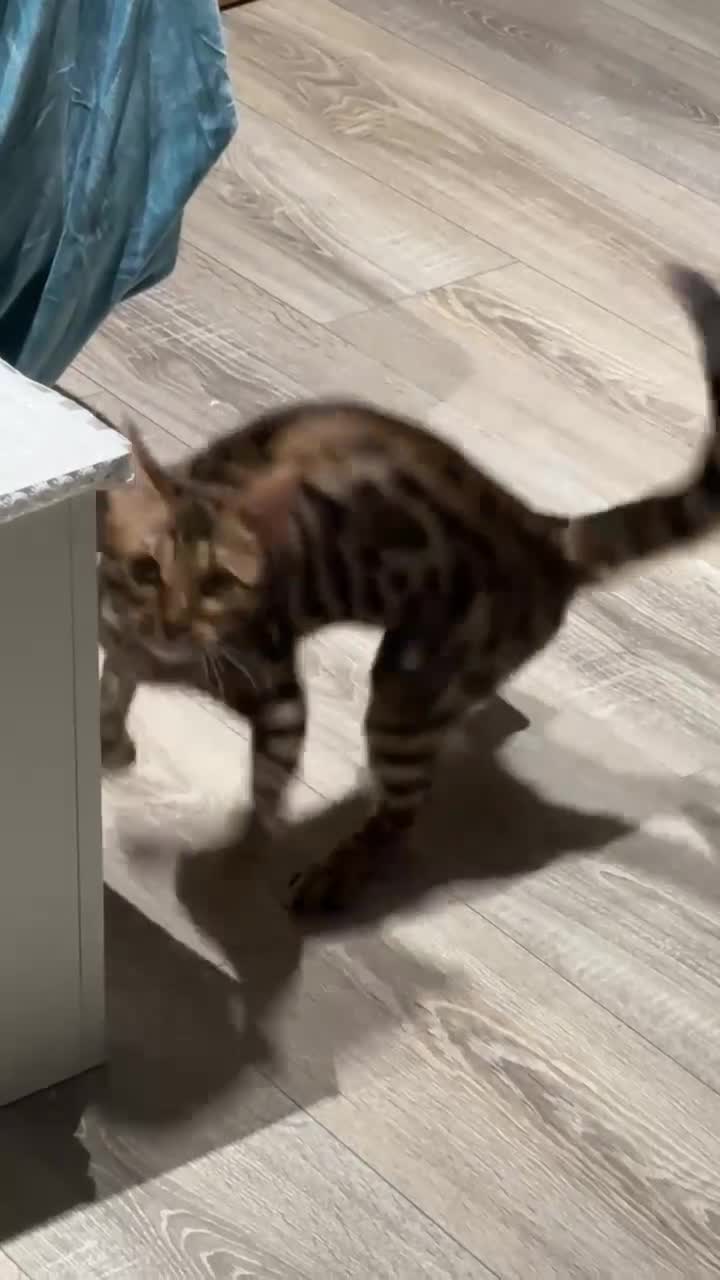 Bengal cats for sale: Female Bengal cat Fifi - Video 2