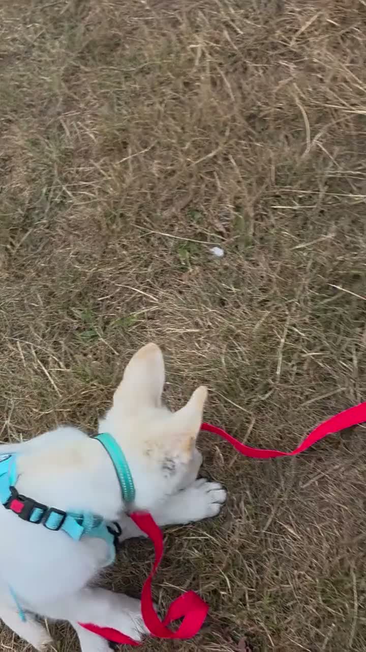 German Shepherd dogs for sale: 20 wk Female White german shepherd bitch in Newport - Video 2