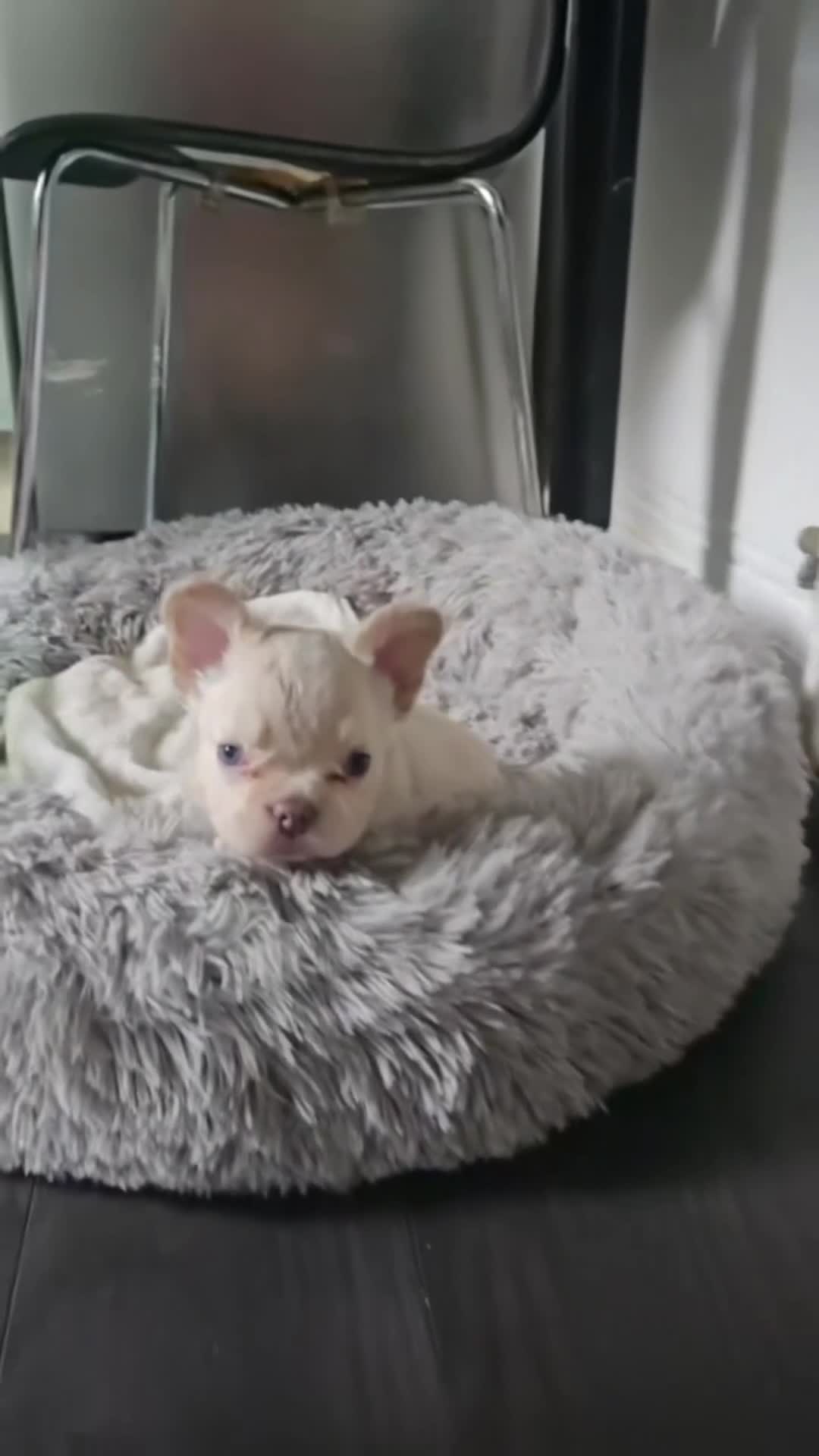 French Bulldog dogs for sale: The Male is having chocolate testable gene - Video 1