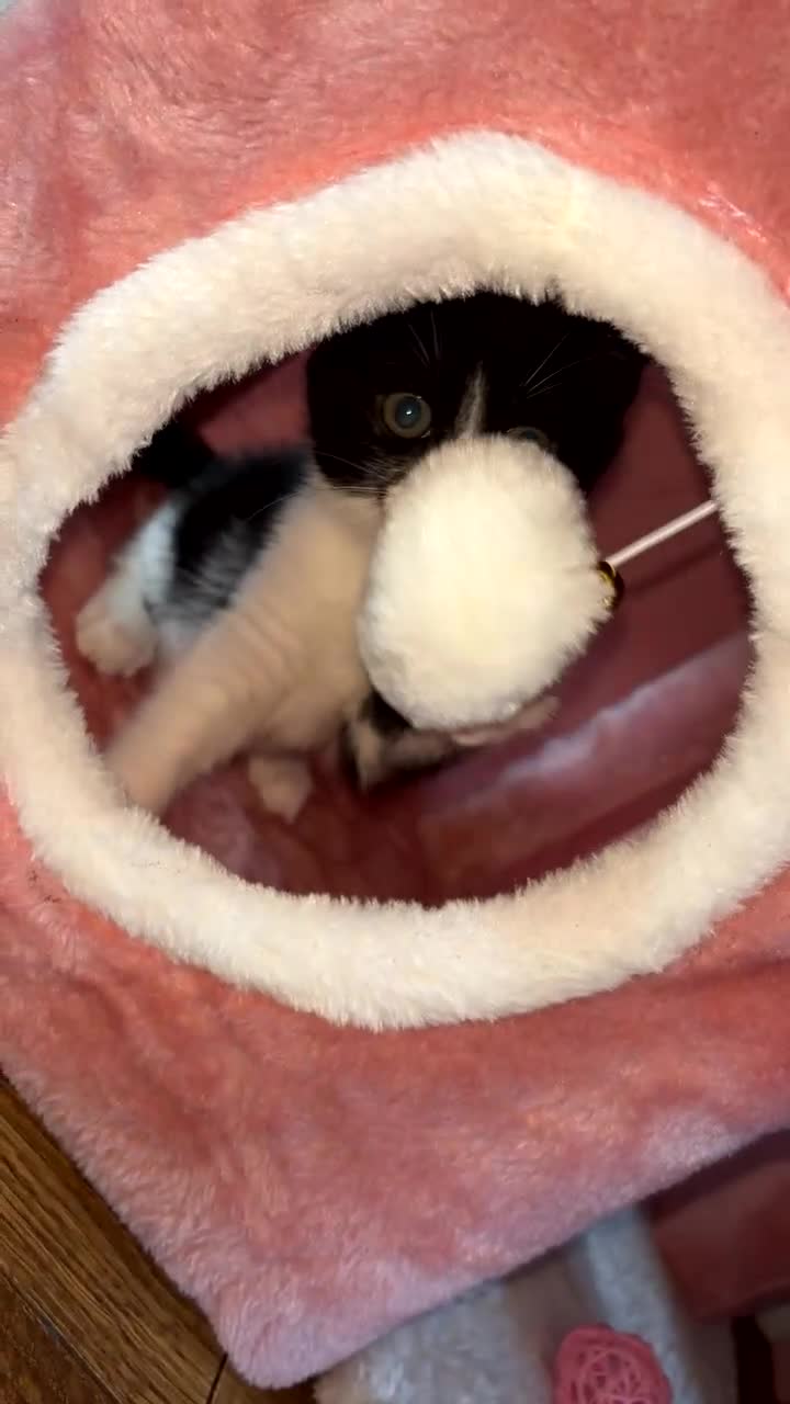 Domestic Shorthair cats for sale: Luna Kitten - Video 1
