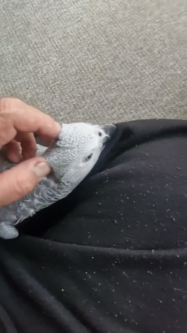 Parrots birds for sale: Super silly tame African Greys  - Video 1
