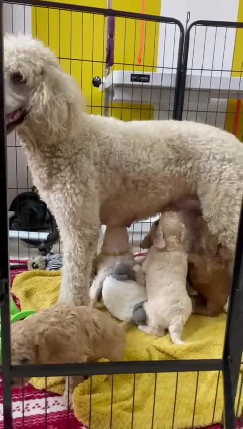 Standard Poodle dogs for sale: Standard Poodle Puppies Looking for Their Families - Video 1
