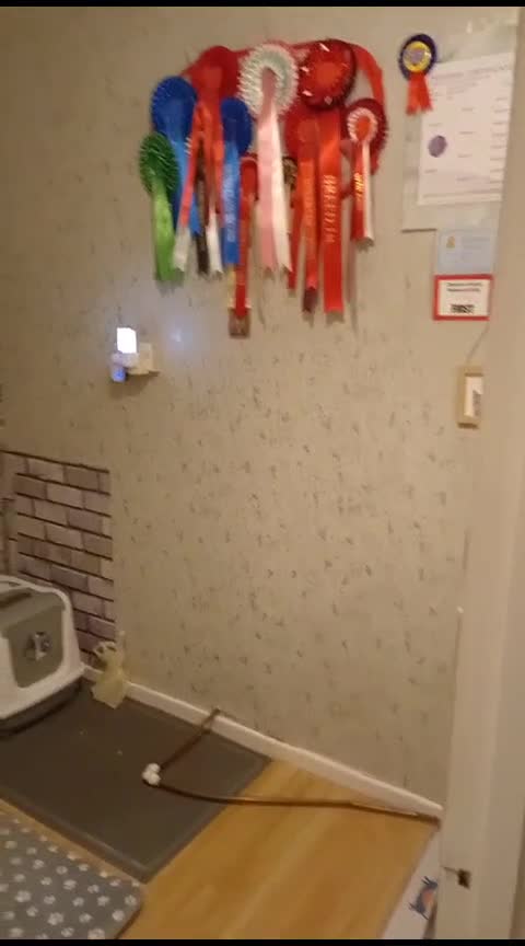 British Shorthair cats for stud: FOR MATING ONLY. Registered GCCF Quality Boy . in Mexborough - Video 2