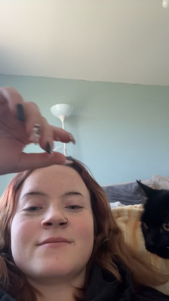 Mixed Breed cats for sale: 2 lovely kittens ready to be rehomed in Plymouth - Video 3