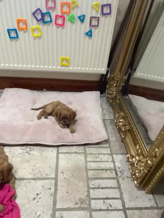 Cavalier King Charles Spaniel dogs for sale: King Charles cavalier babies  - Video 2