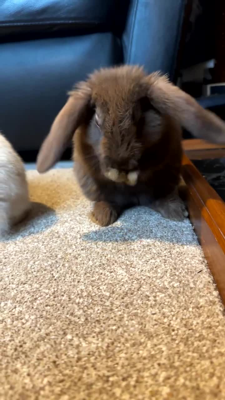 Mini Lop rabbits for sale: Male Mini lop  in Ammanford - Video 1