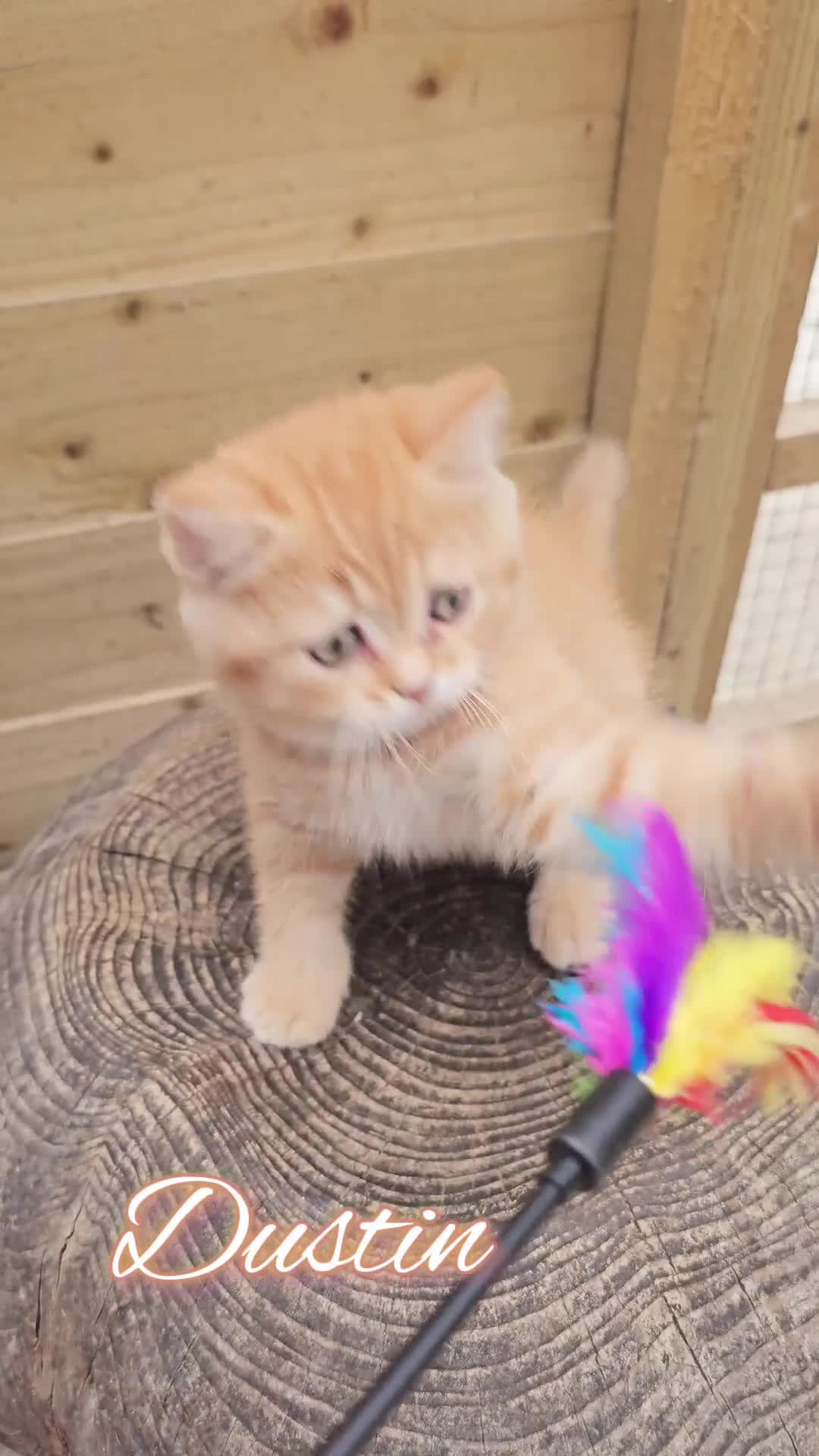 British Shorthair cats for sale: 🧡 3 Cute Tabby British Cuties 🧡 - Video 1