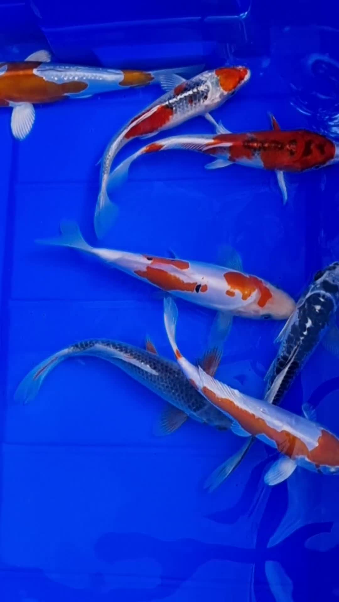 Koi Carp fish for sale: 8 to 10 inch Koi Carp mix pond fish in Chorley in Chorley - Video 4