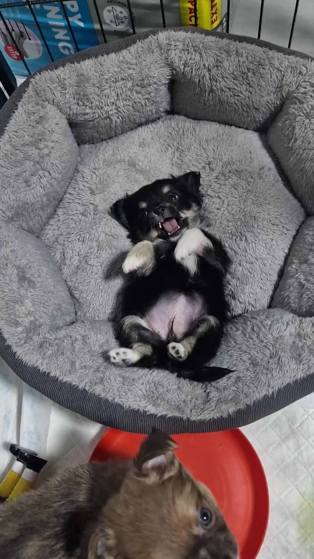 Chihuahua dogs for sale: Beautiful Fun Loving Little Chihuahuas ❤️  in Telford - Video 1