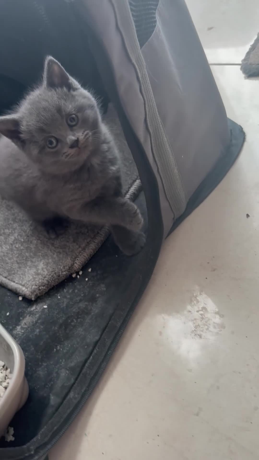 British Shorthair cats for sale: British Shorthair kittens  - Video 2