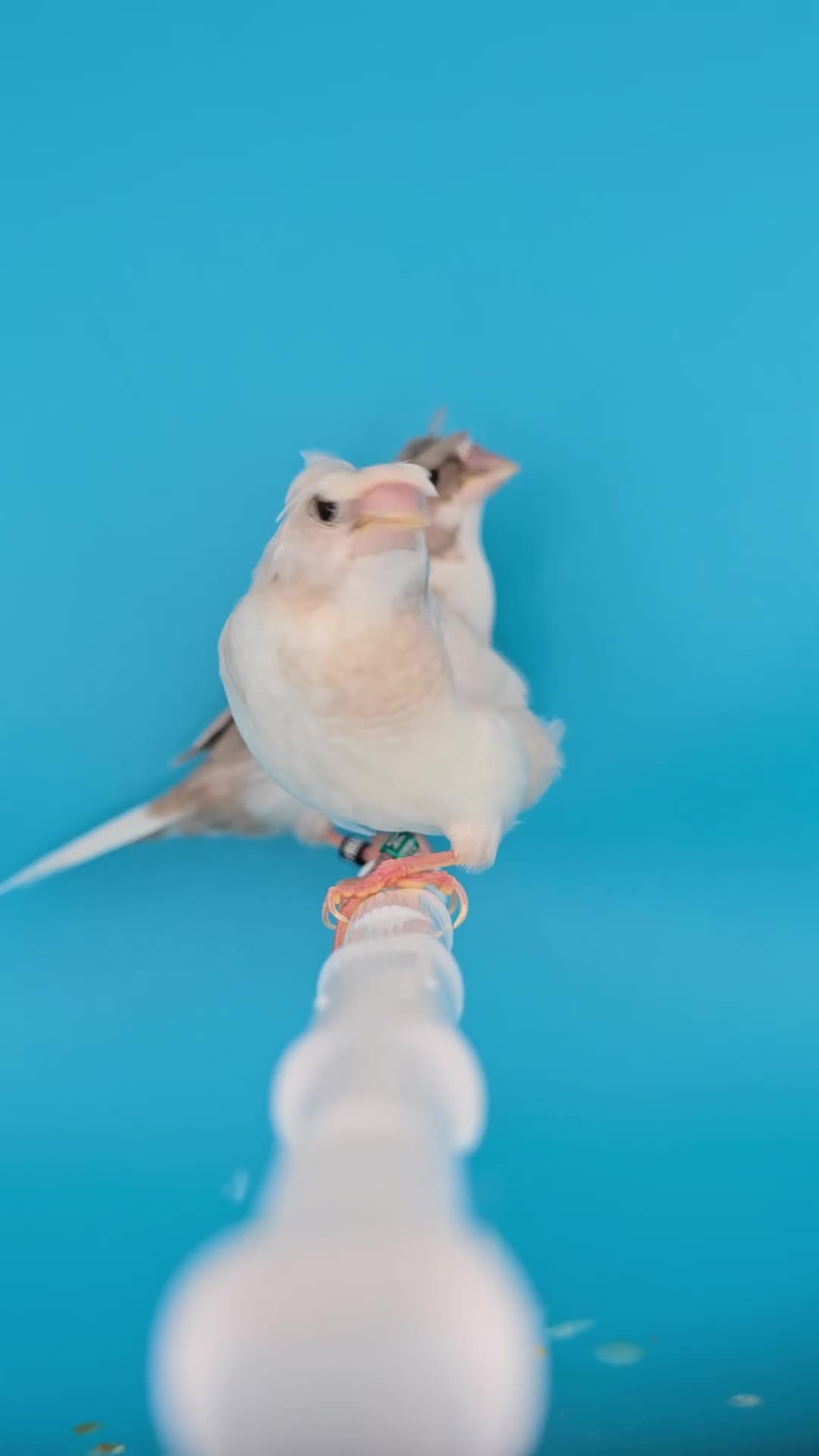 Finches birds for sale: Bengalese finches  - Video 3