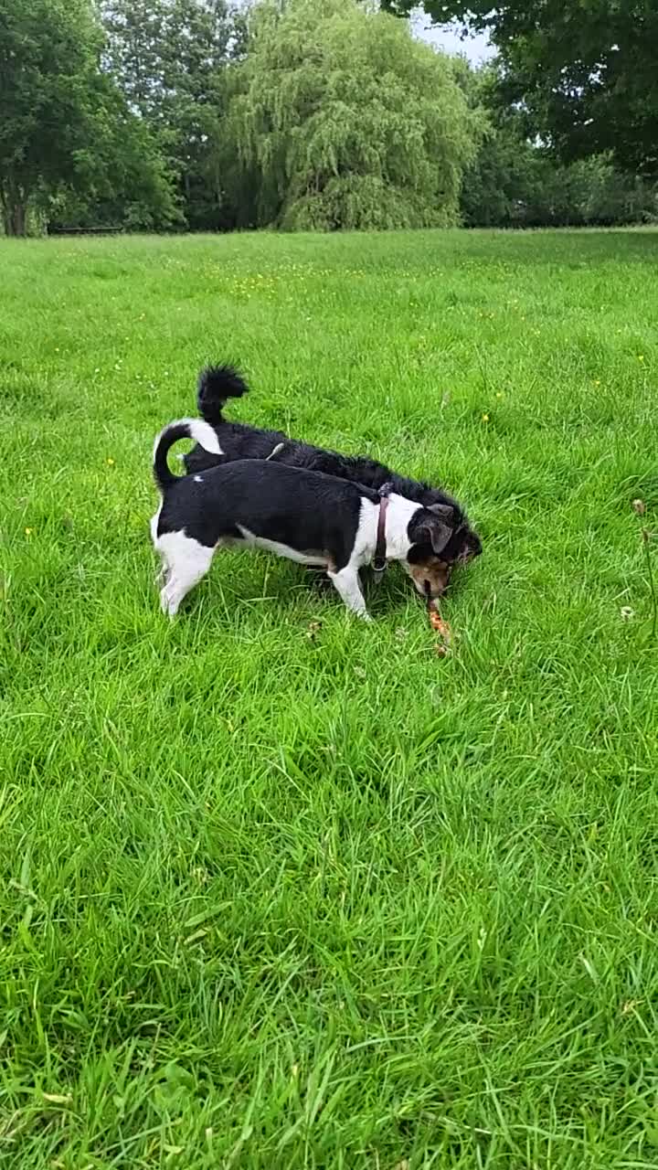 Jack Russell dogs for sale: Jack russle pups  - Video 2