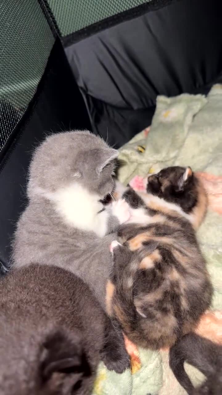 British Shorthair cats for sale: British short hair kittens in Lymm - Video 2