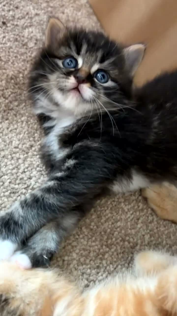 Mixed Breed cats for sale: Boy & girl  - Video 1