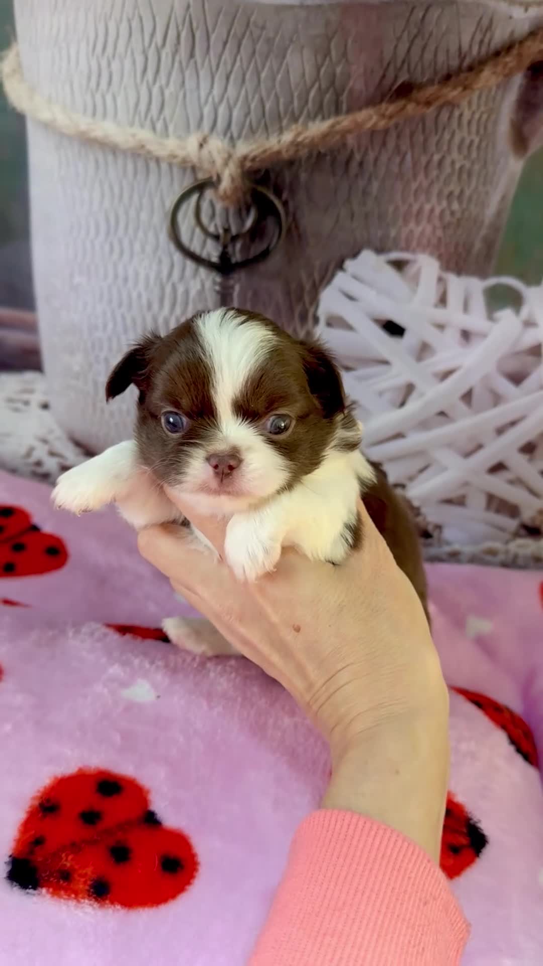 Chihuahua dogs for sale: 💜 Excotic long coated chihuahuas 💜 - Video 2