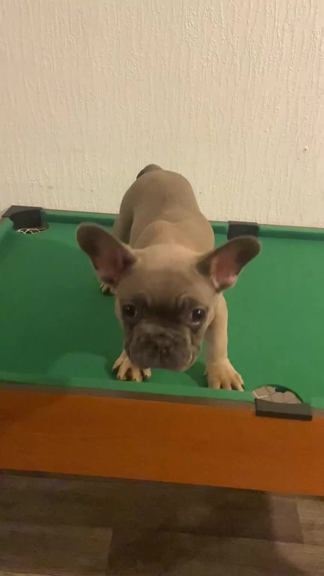 French Bulldog dogs for sale: French bulldog  - Video 1