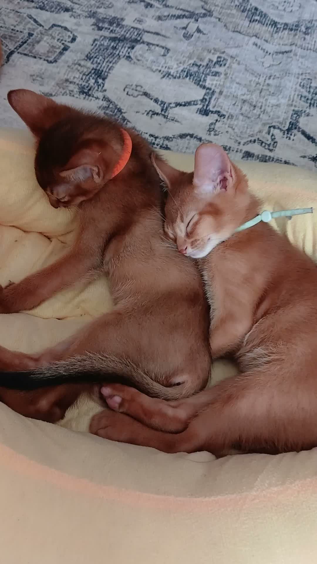 Abyssinian cats for sale: Abyssinian kittens for sale - Video 3