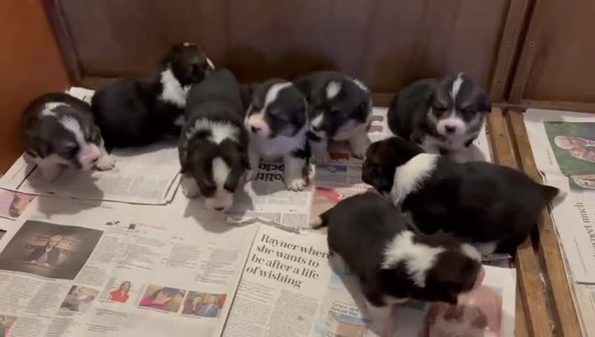 Welsh Corgi Pembroke dogs for sale: 6 KC stunning Tricolour corgi dogs - Video 2