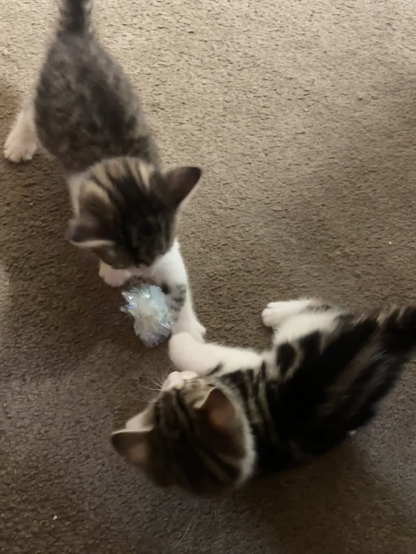 Mixed Breed cats for sale: Cute mixed kittens calico  - Video 1