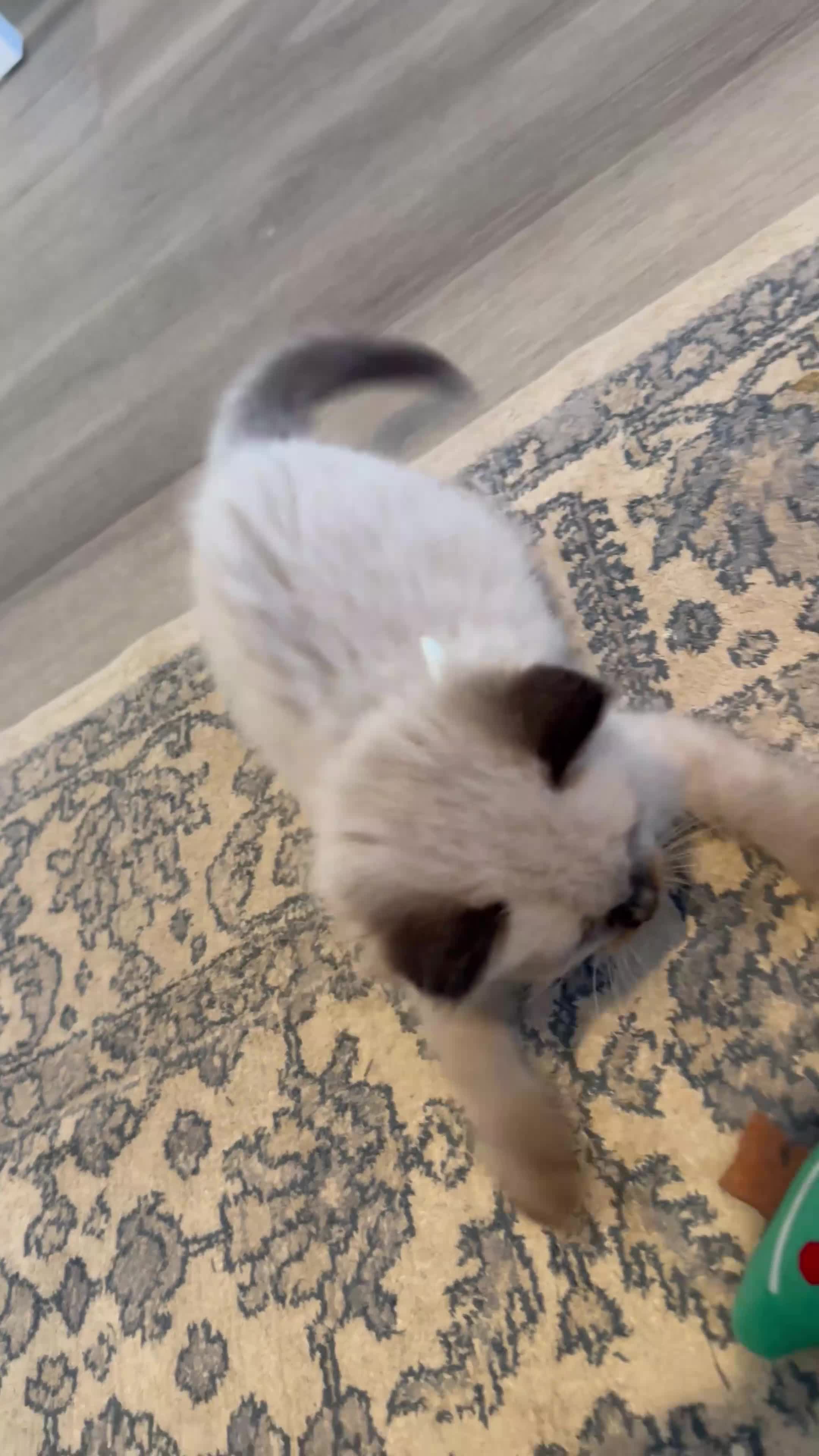 Ragdoll cats for sale: Ragdoll Kittens, Ready Now - Video 1