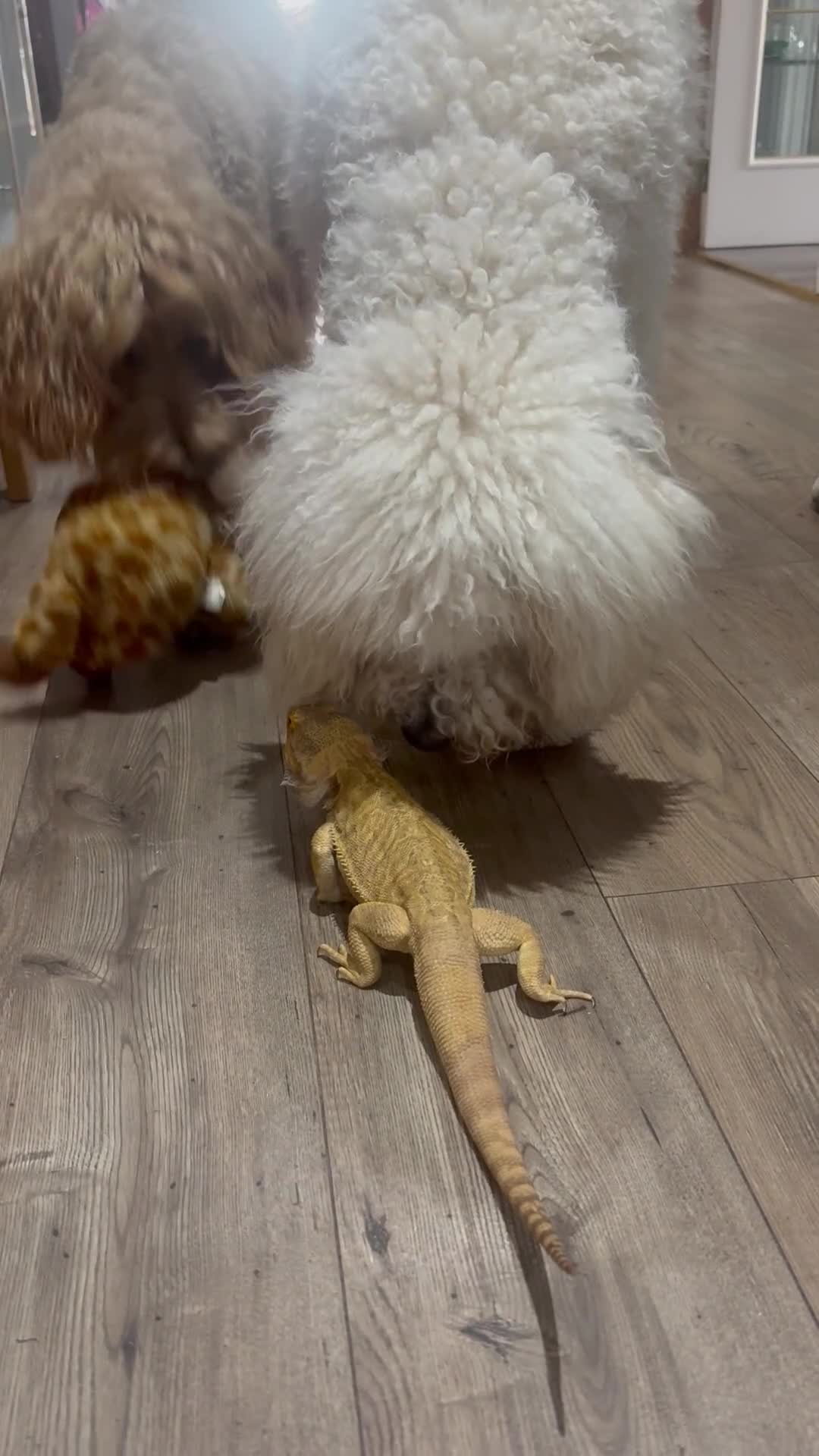 Bearded Dragon reptiles for sale: Bearded dragon  - Video 1
