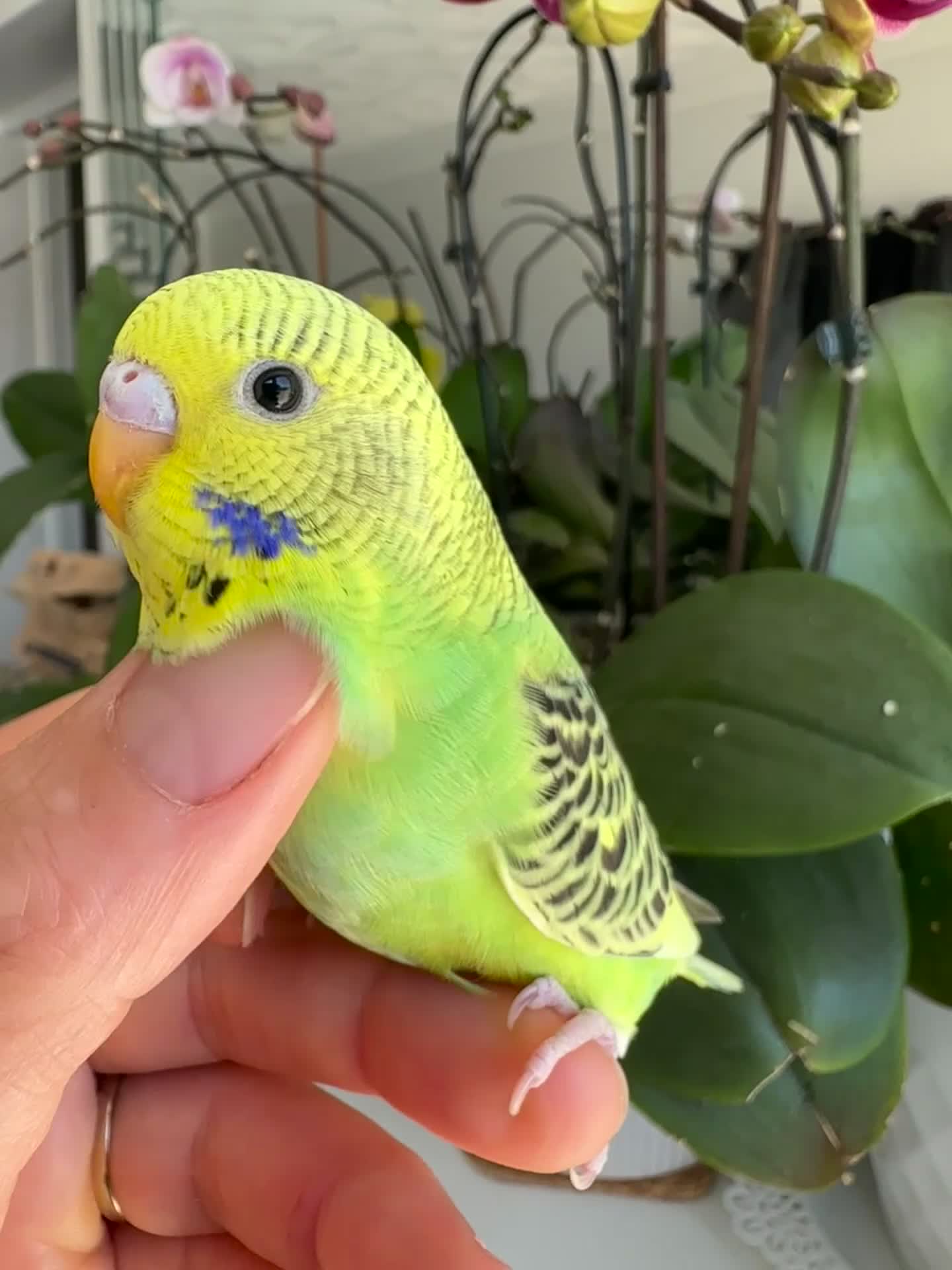 Budgerigars birds for sale: Hand tame male and female baby budgie  - Video 1