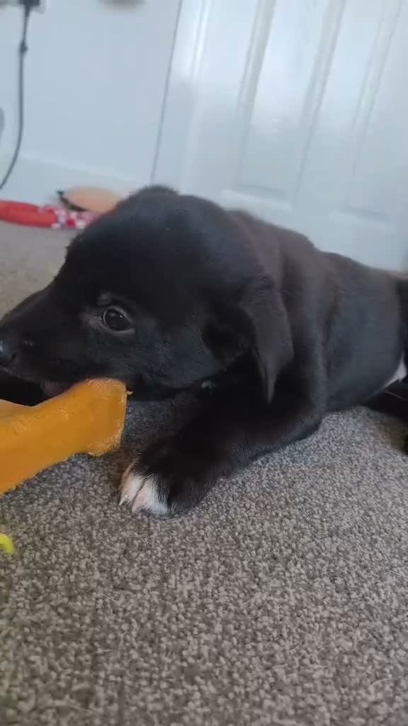 Mixed Breed dogs for sale: Last gorgeous girl looking for her forever home  - Video 1