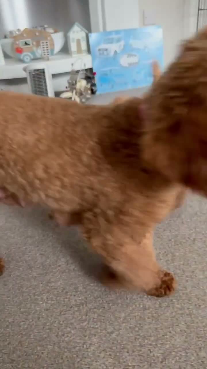 Mixed Breed dogs for sale: Miniature poodle  - Video 2