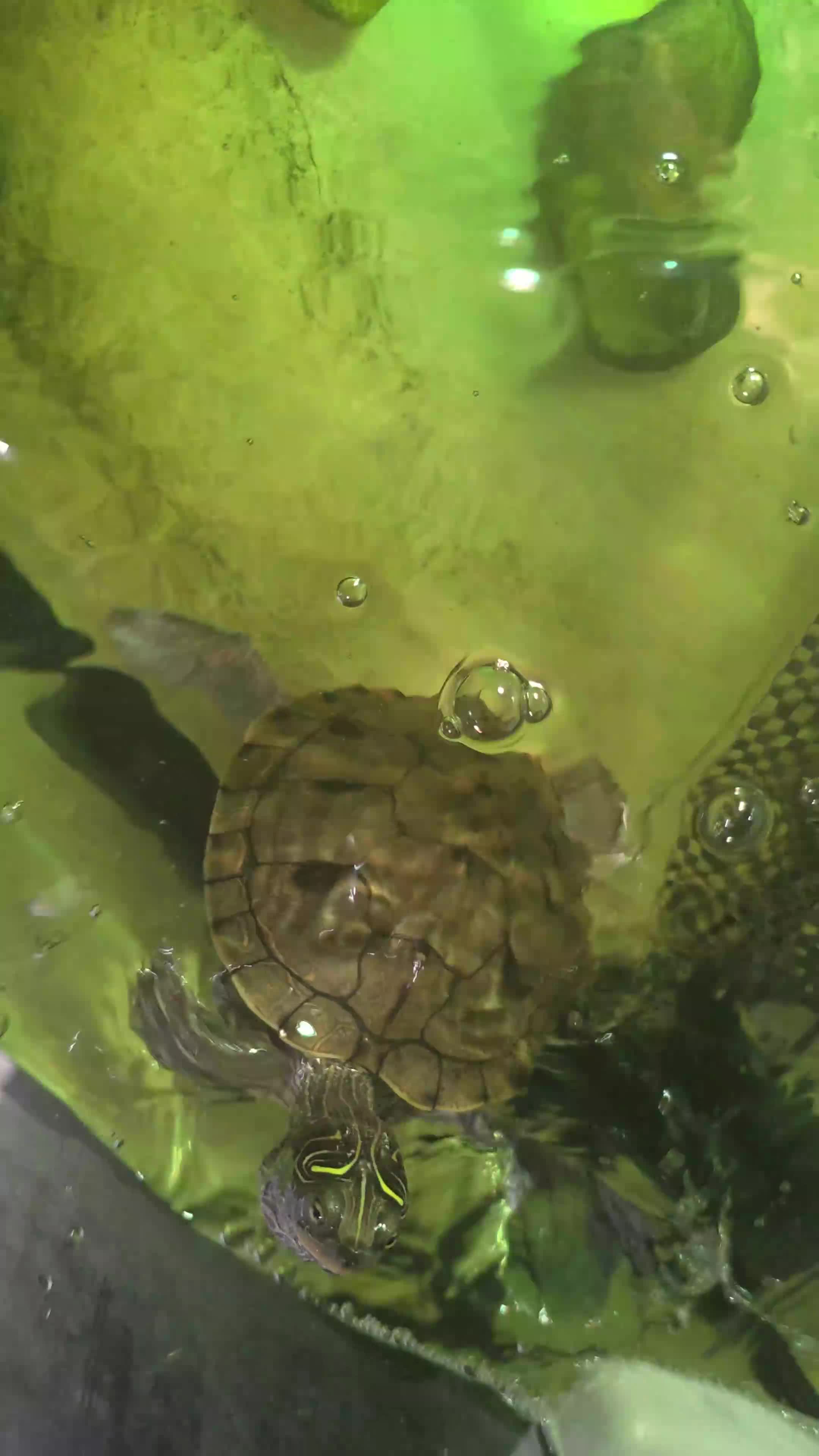 Turtle reptiles for sale: Mississipi Map Turtle - Video 1