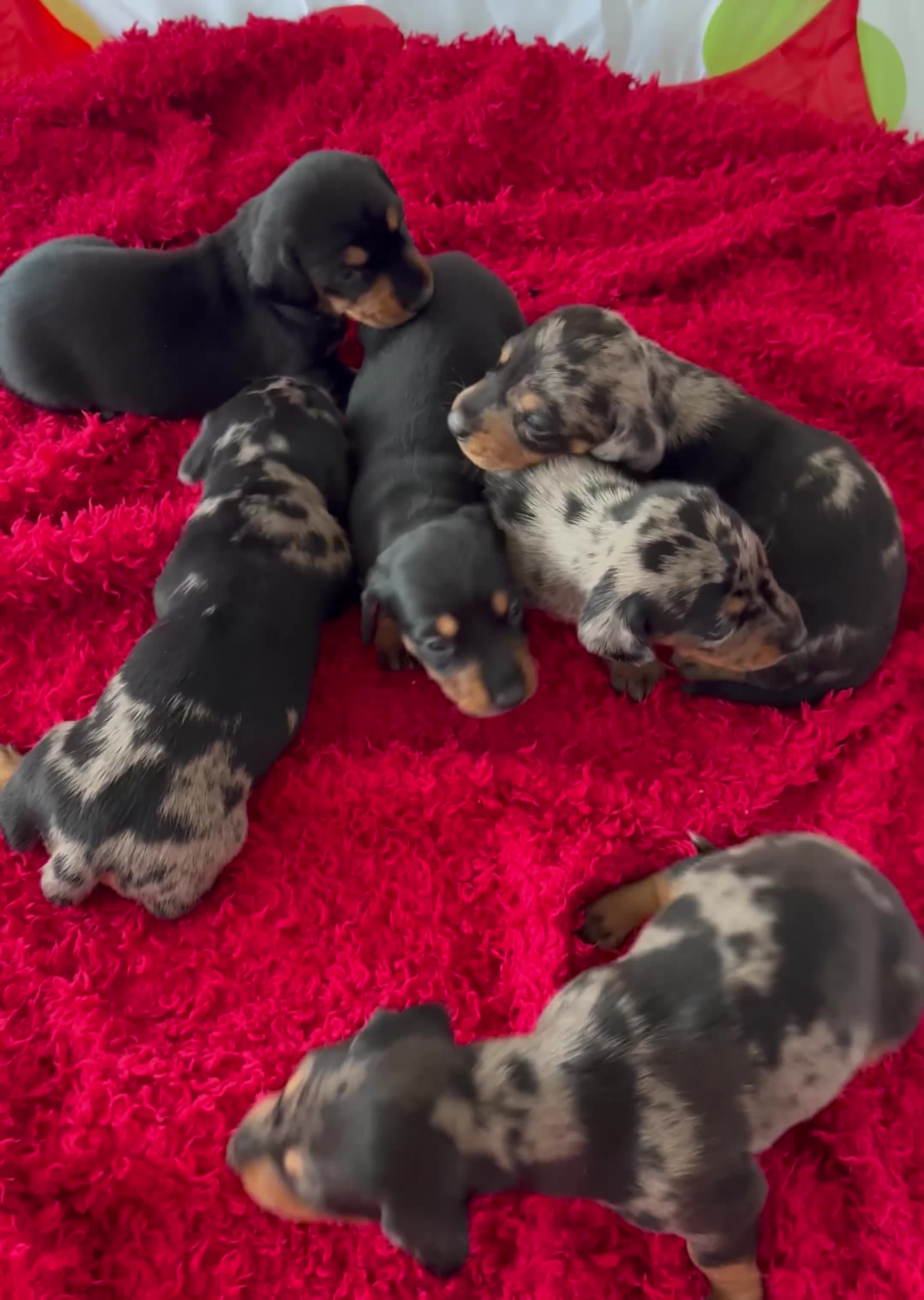 Dachshund dogs for sale: Pedigree Dachshund puppies PRA clear health tested - Video 1