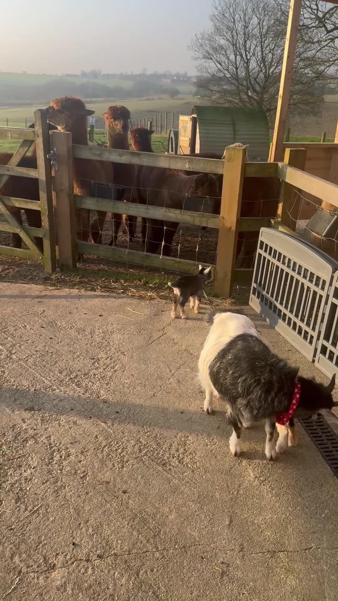 Goats livestock for sale: Pygmie Goats  - Video 1