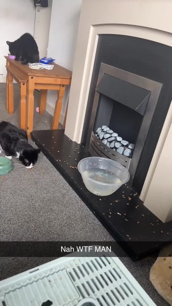 Mixed Breed cats for sale: 3 Stunning kittens left 🧸🤍 - Video 2