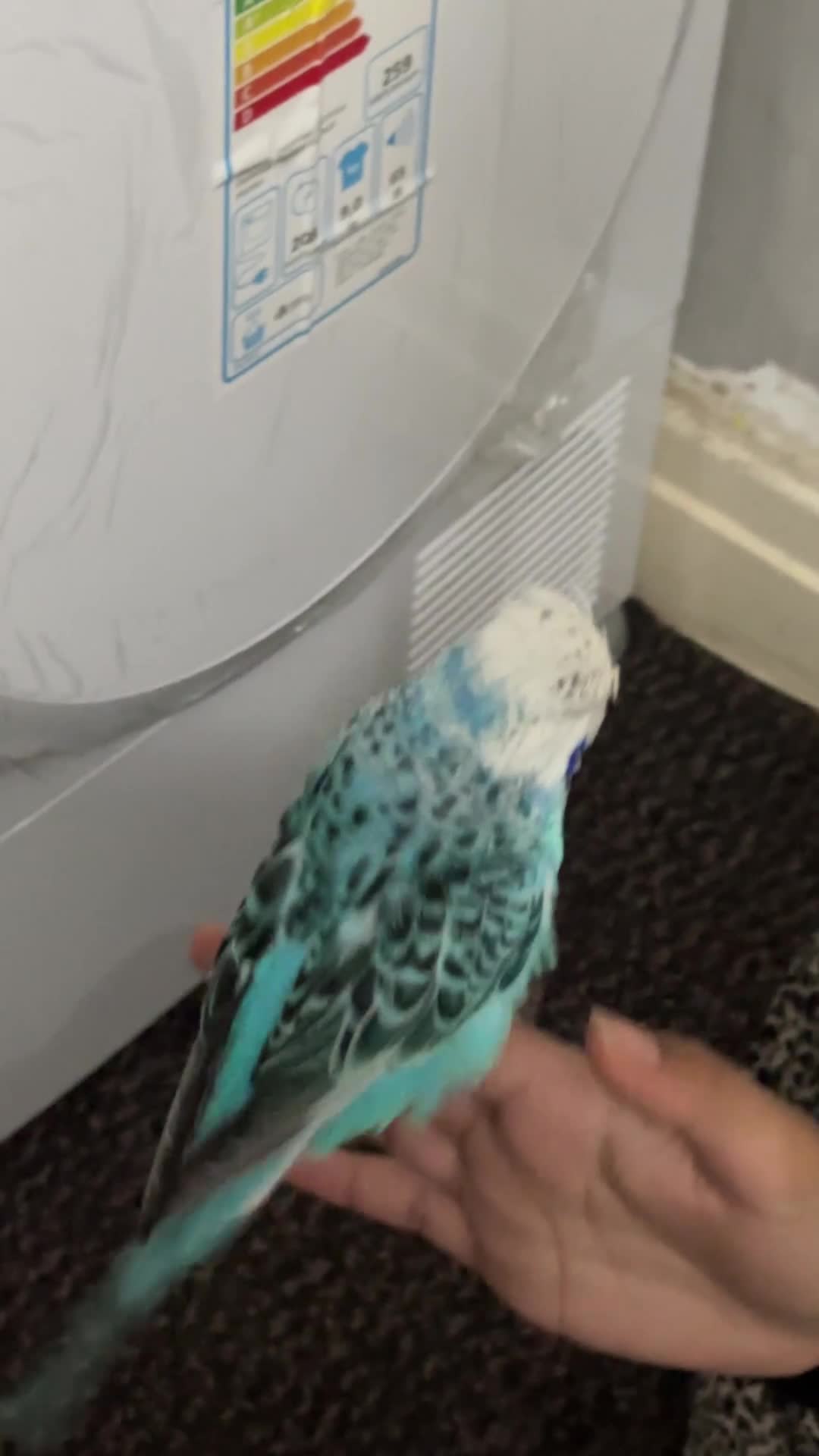 Budgerigars birds for sale: Budgies - Video 2