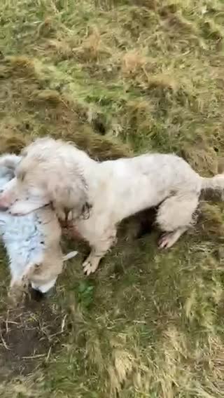 English Springer Spaniel dogs for stud: HEALTHTESTED WORKING ENGLISH SPRINGER SPANIEL in Bishop Auckland - Video 5