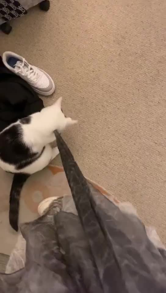 Domestic Shorthair cats for sale: Domestic Cow-Patterned Female Cat found Loving - Video 2