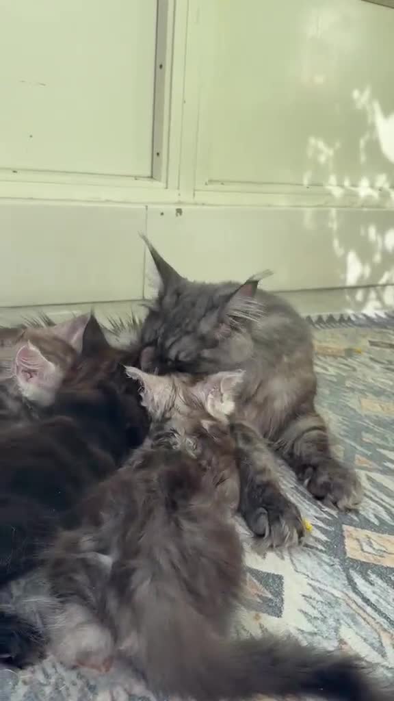 Maine Coon cats for sale: MaineCoon World Champion Bloodlines/London  - Video 1