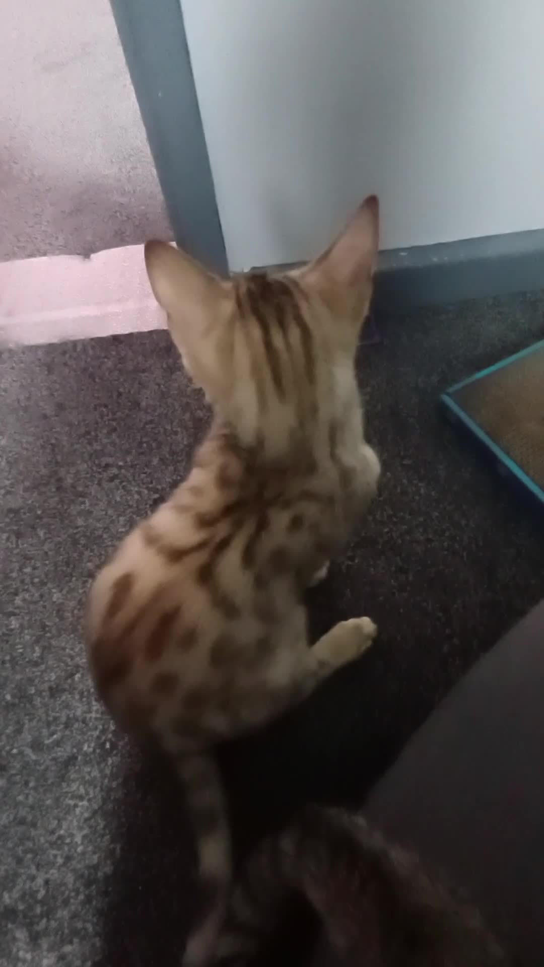 Bengal cats for sale: Sweet bengal kitten - Video 2